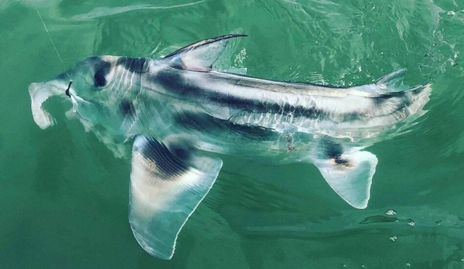 The soundscape of the Australian ghost sharks Save Our Seas Foundation