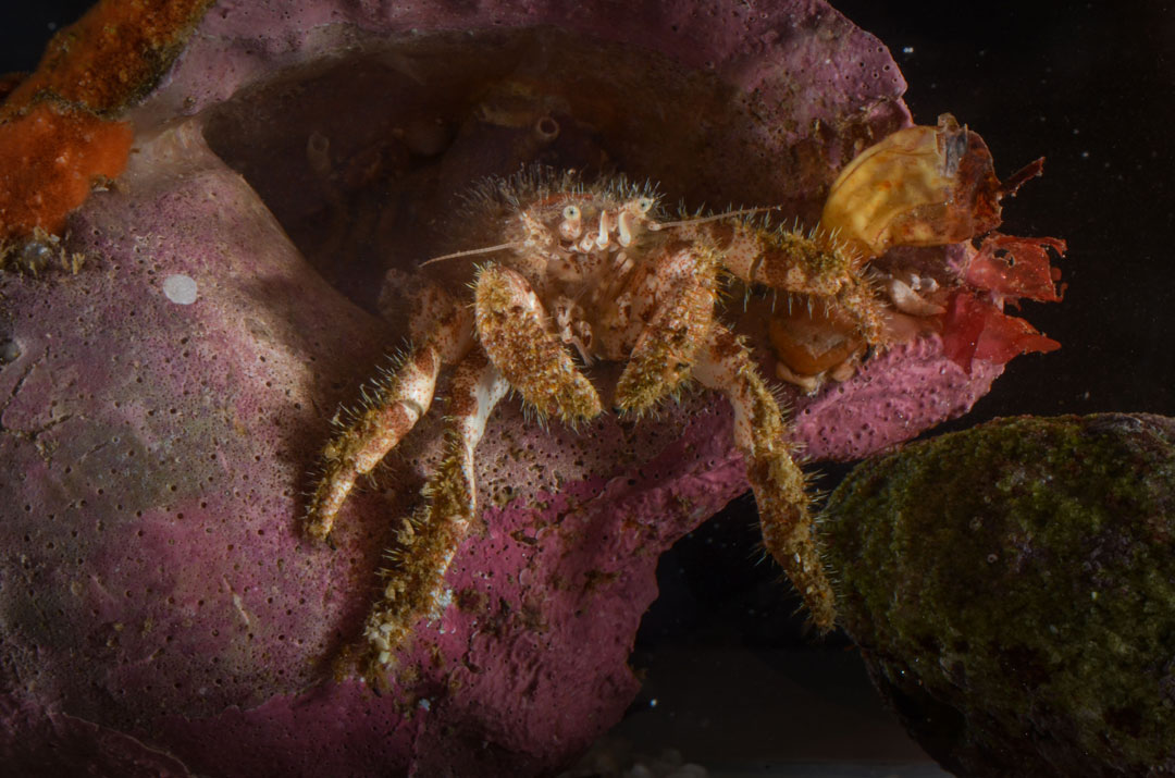 St. Joe Bay Species - Hermit Crab Sponge