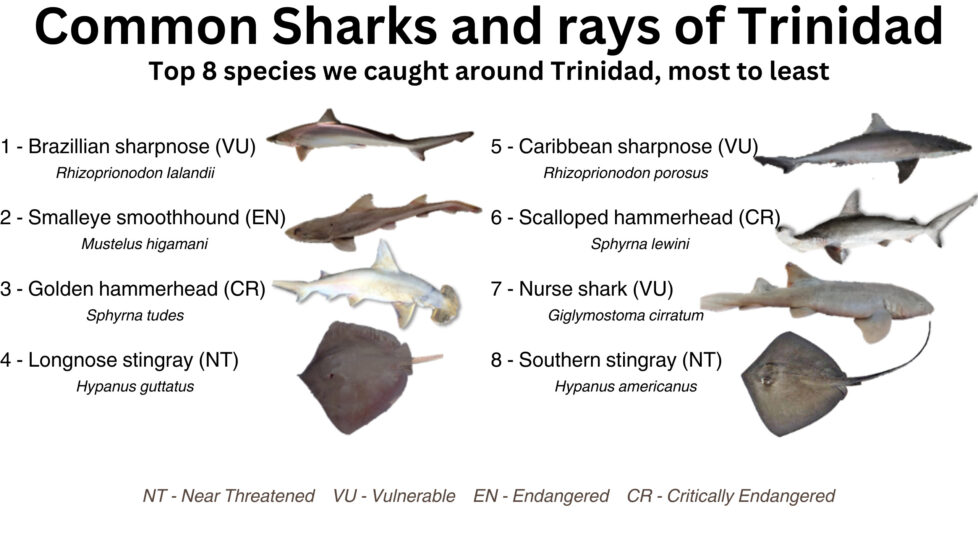 Common Sharks And Rays Of Trinidad Save Our Seas Foundation