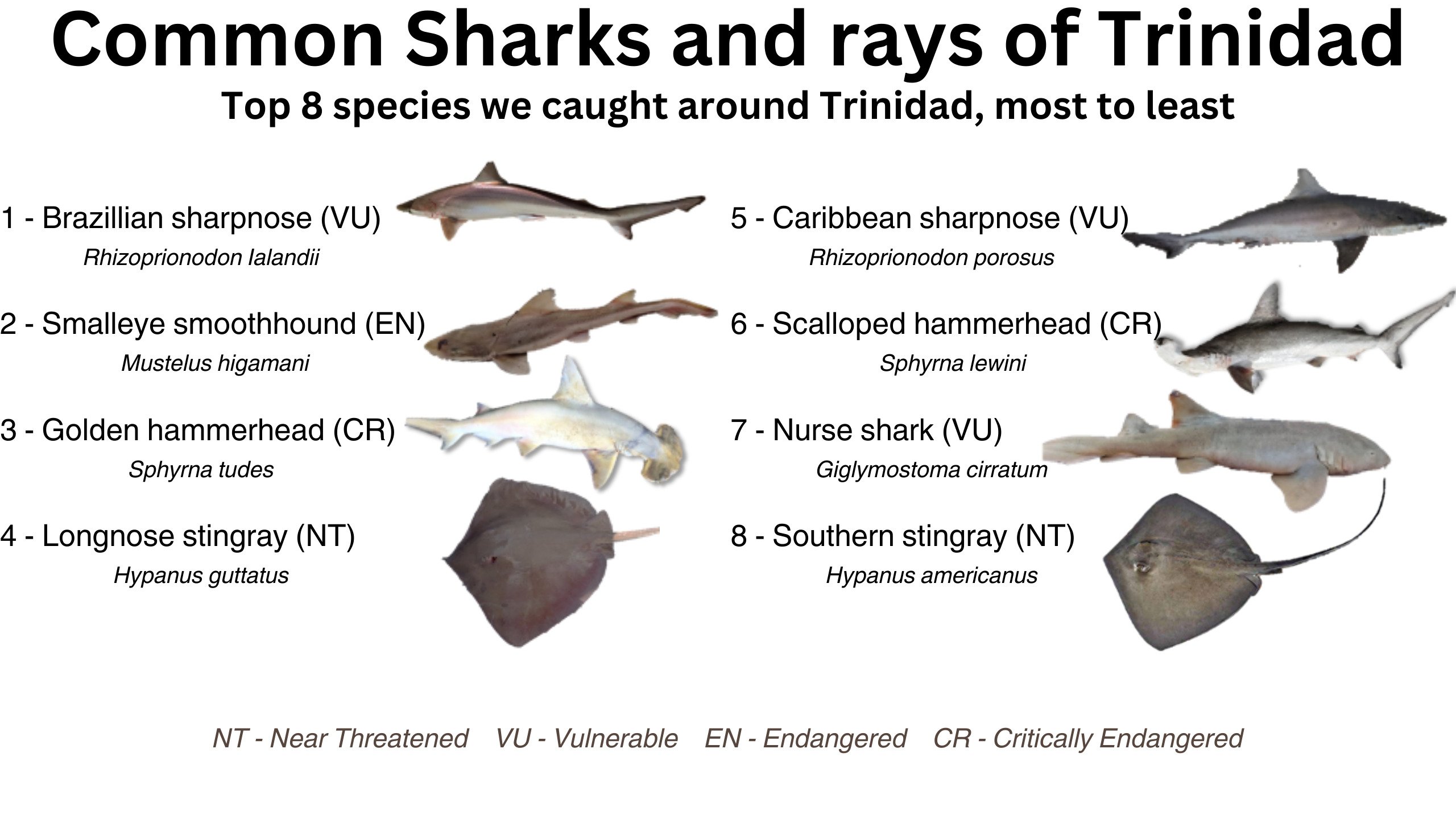 Shark Hooks - Nets & More