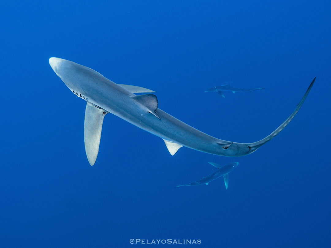 Silky shark - Save Our Seas Foundation