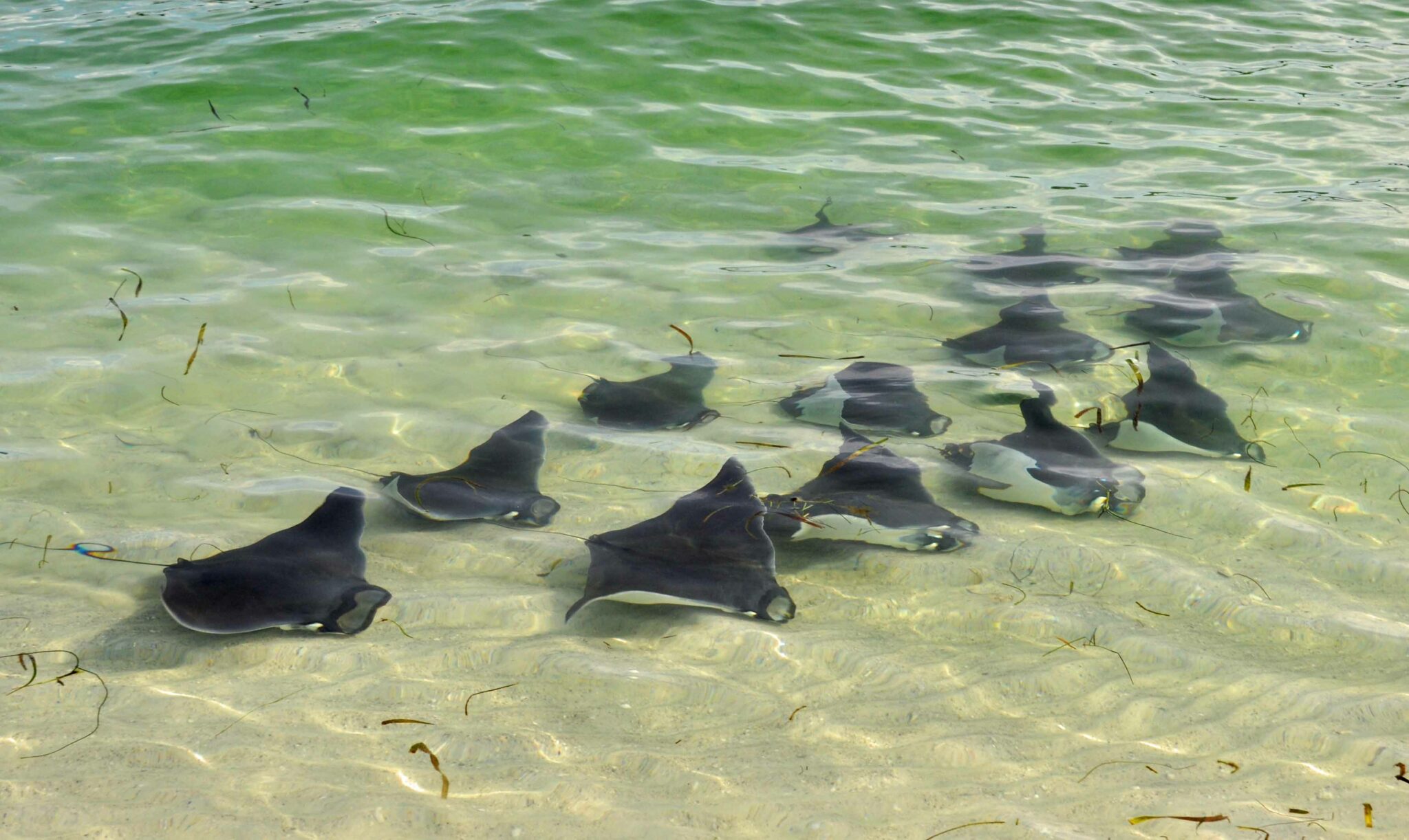 'Mini manta rays', the best kept secret in the Florida Panhandle ...
