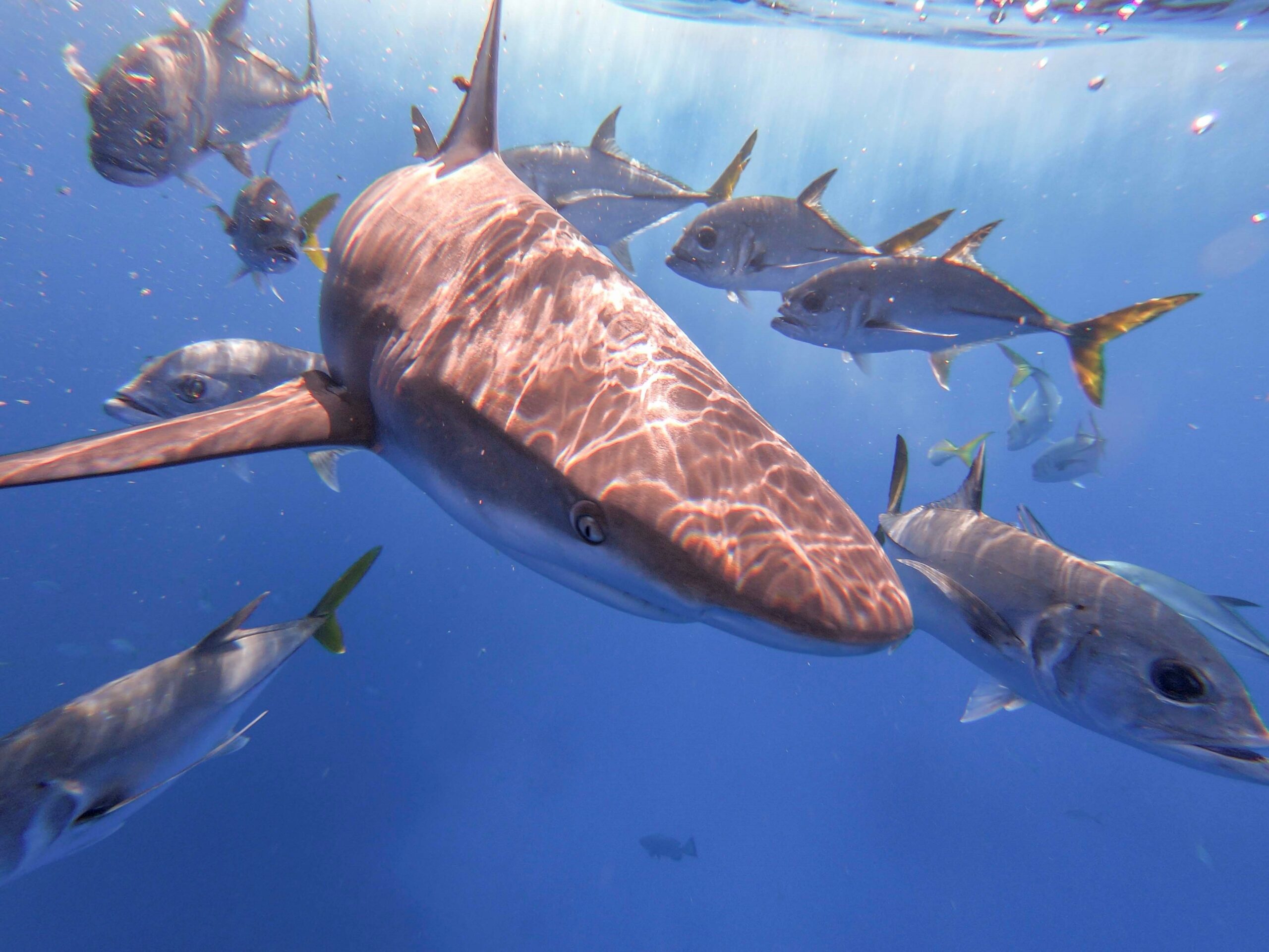 Caribbean reef shark - Save Our Seas Foundation