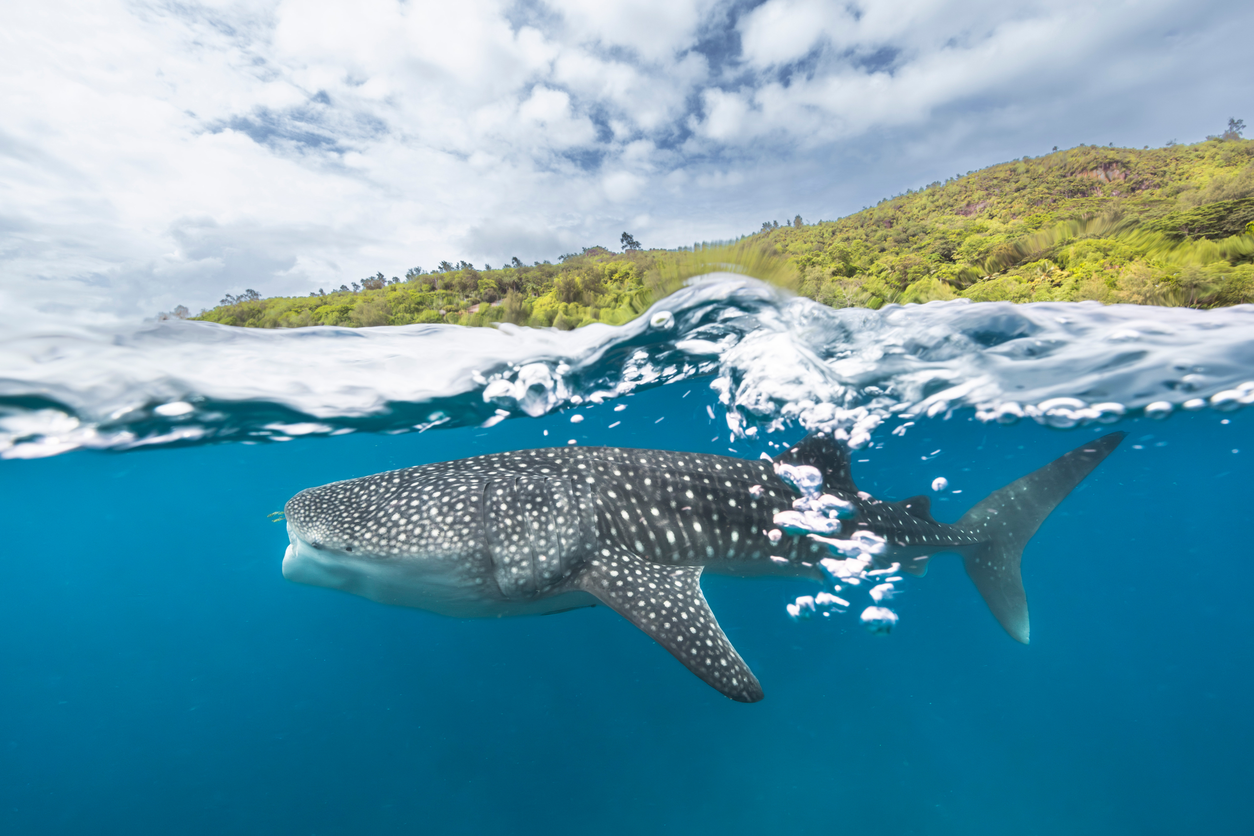 Seychelles shines for sharks - Save Our Seas Foundation