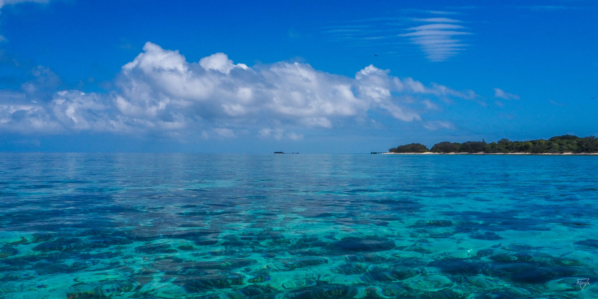 Great Barrier Reef chronicles: Half a year of discovery on Heron Island ...