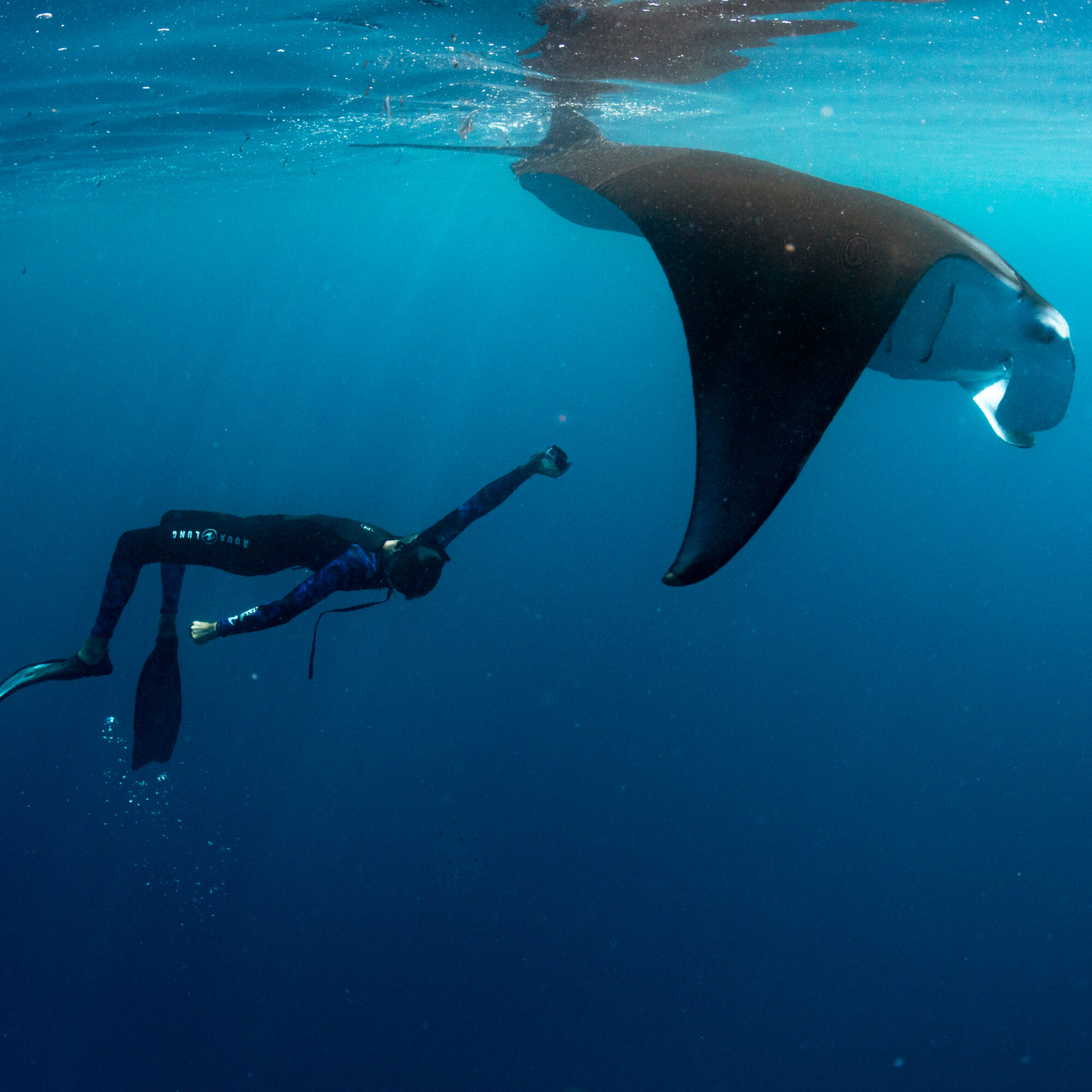 Jubilee the manta ray named in celebration of the 500th manta ray ...