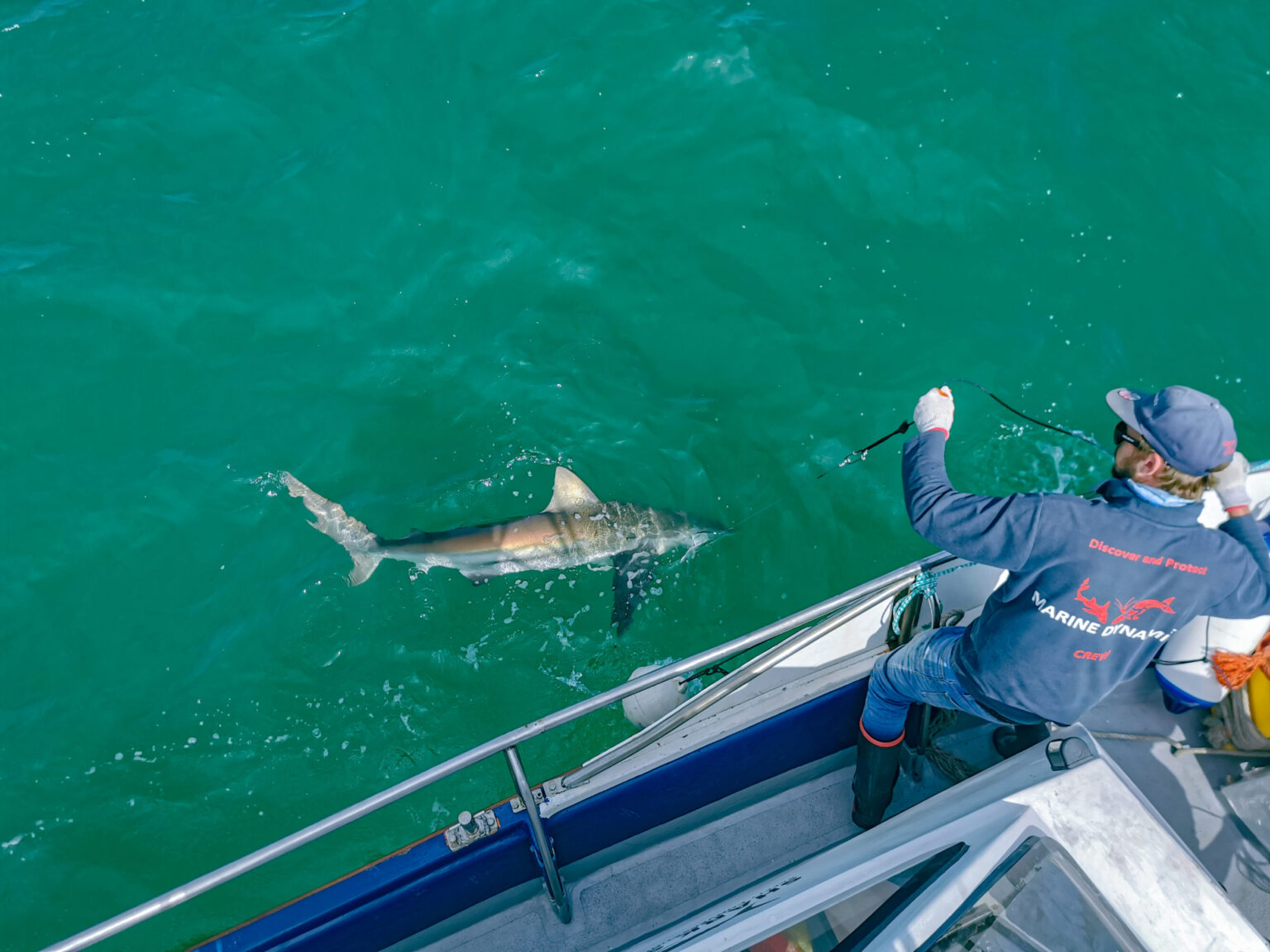 When There Are Sharks: Toby Rogers, Research Manager at Shark Spotters ...