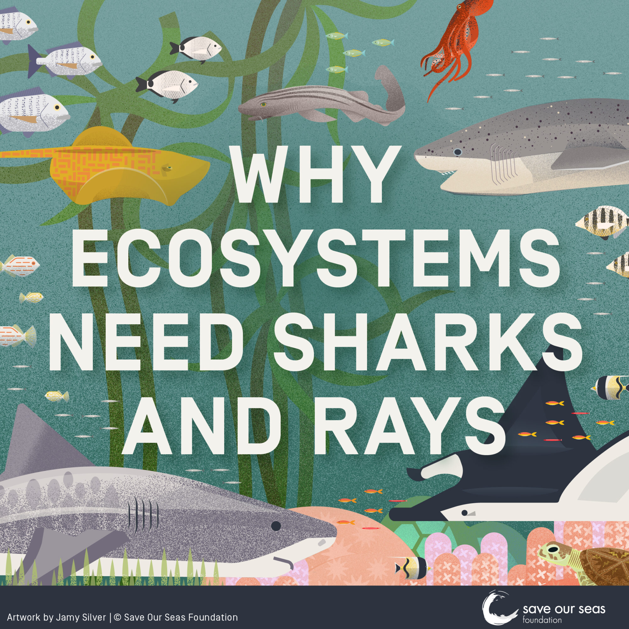 Why Ecosystems Need Sharks Rays Save Our Seas Foundation