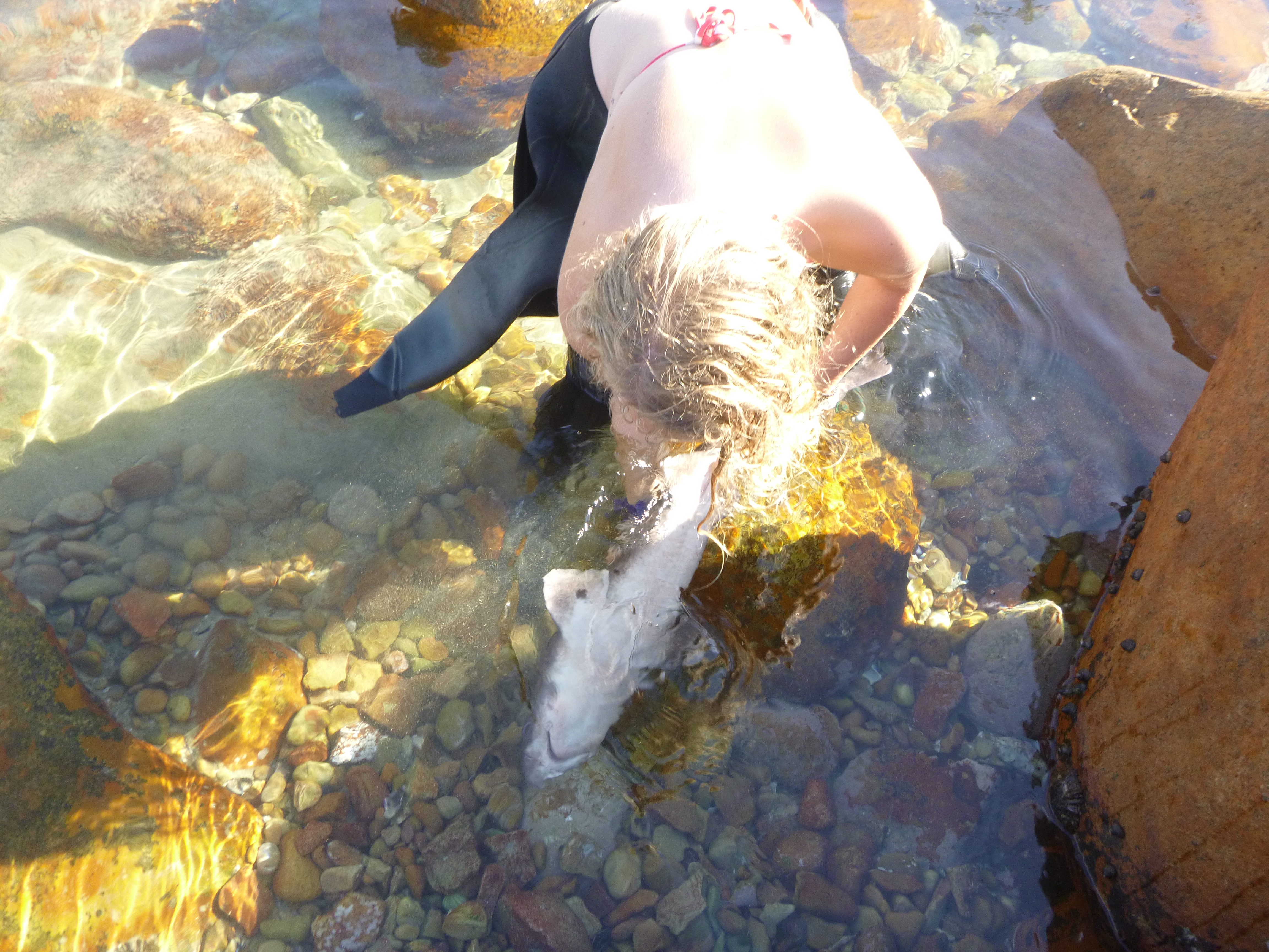  Cassandra Ruck holds an adult pyjama catshark upside-down in tonic immobility after being caught by hand free-diving. This shark was caught for use in benthic shark studies at the Shark Lab Aquarium in Mosselbaai, South Africa.