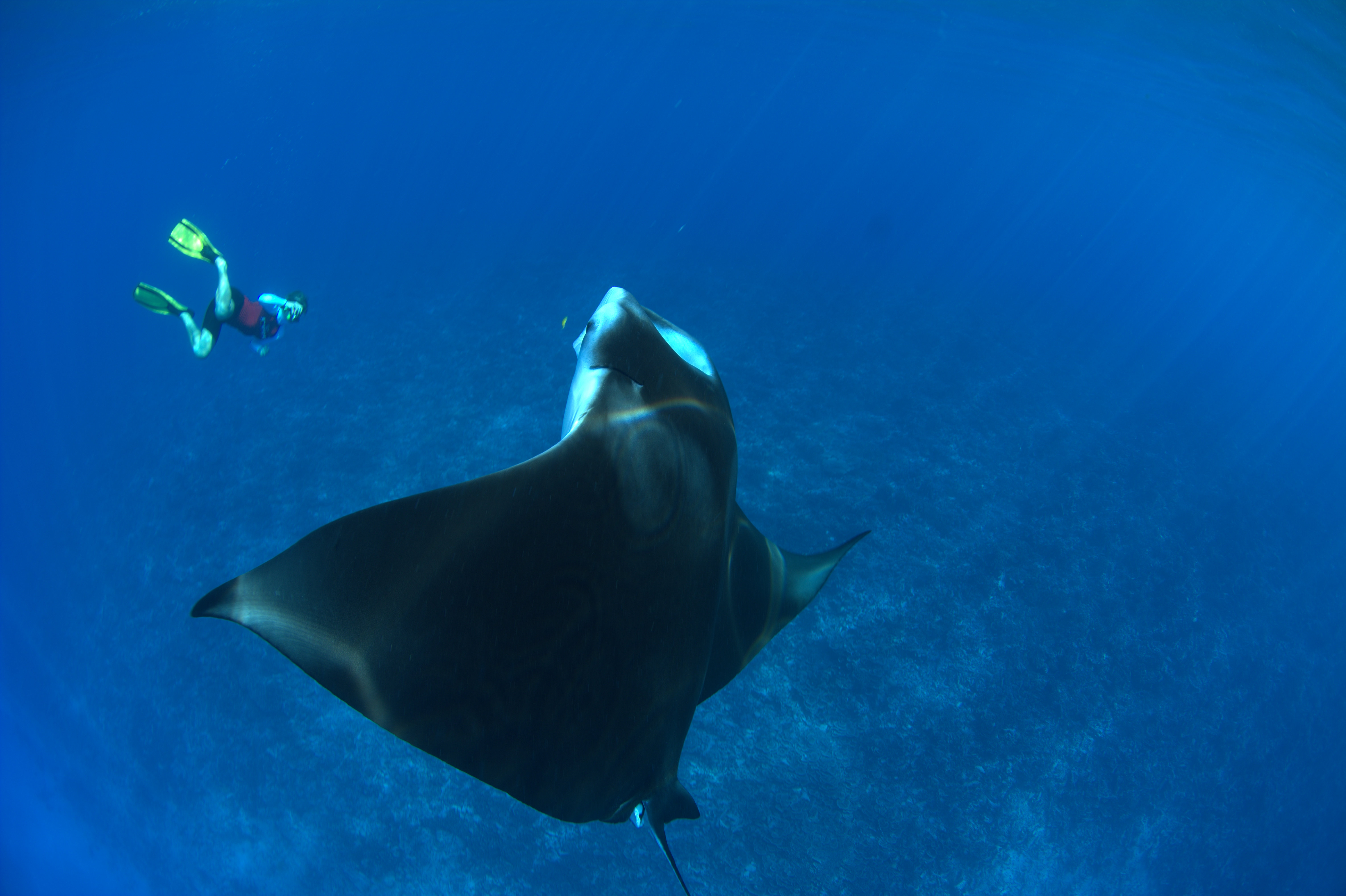  Taking an ID picture of a reef manta ray’s belly. Photo by Chris Boyes | © Save Our Seas Foundation