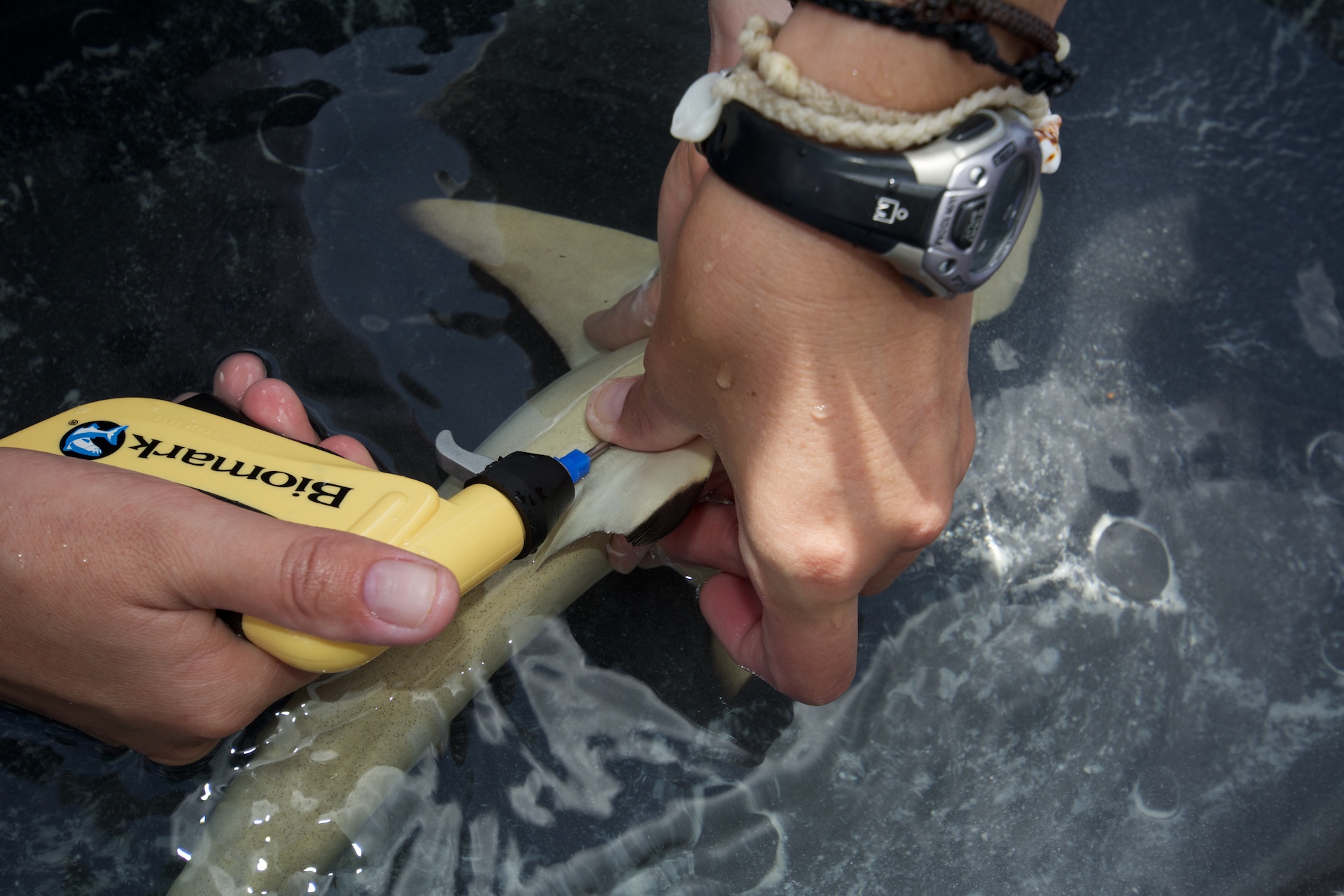 Inserting a small PIT tag below the first dorsal fin of a juvenile shark. Photo Rainer von Brandis | © Save Our Seas Foundation