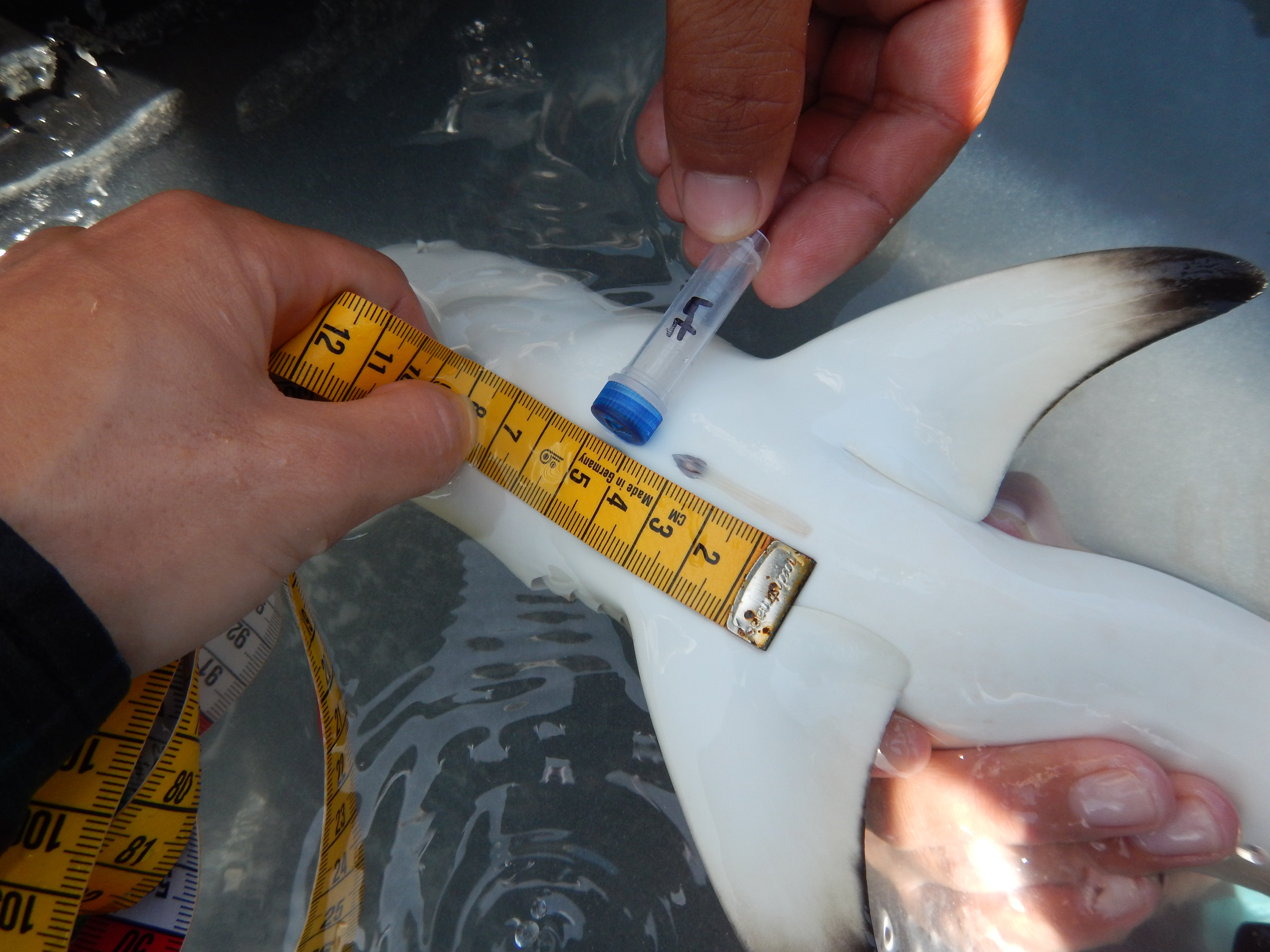  Taking a picture of the umbilical scar of a neonate blacktip reef shark. On a few neonates, we have even found parts of the umbilical cord still attached, indicating a very recent birth. Photo by Ornella Weideli | © Save Our Seas Foundation