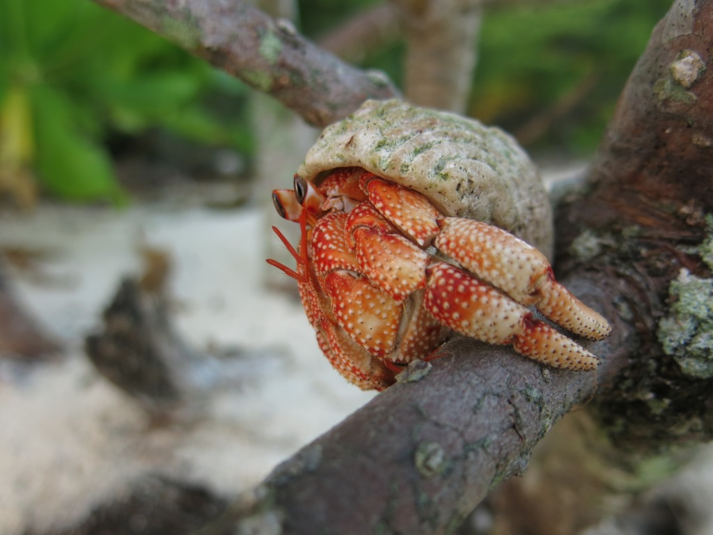  A hermit crab just outside of our camp at the St. Joseph atoll. Photo by Sacha Di Piazza