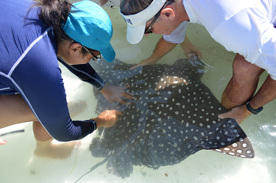 Mexican student Abish Garcia (left) gets ready to set a spaghetti tag on a spotted eagle ray. Photo credit: Kim Bassos-Hull – Mote Marine Lab