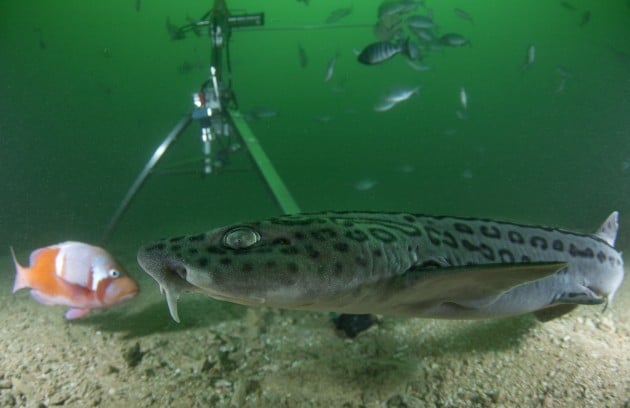 A leopard catshark gives the BRUV the curious once-over...