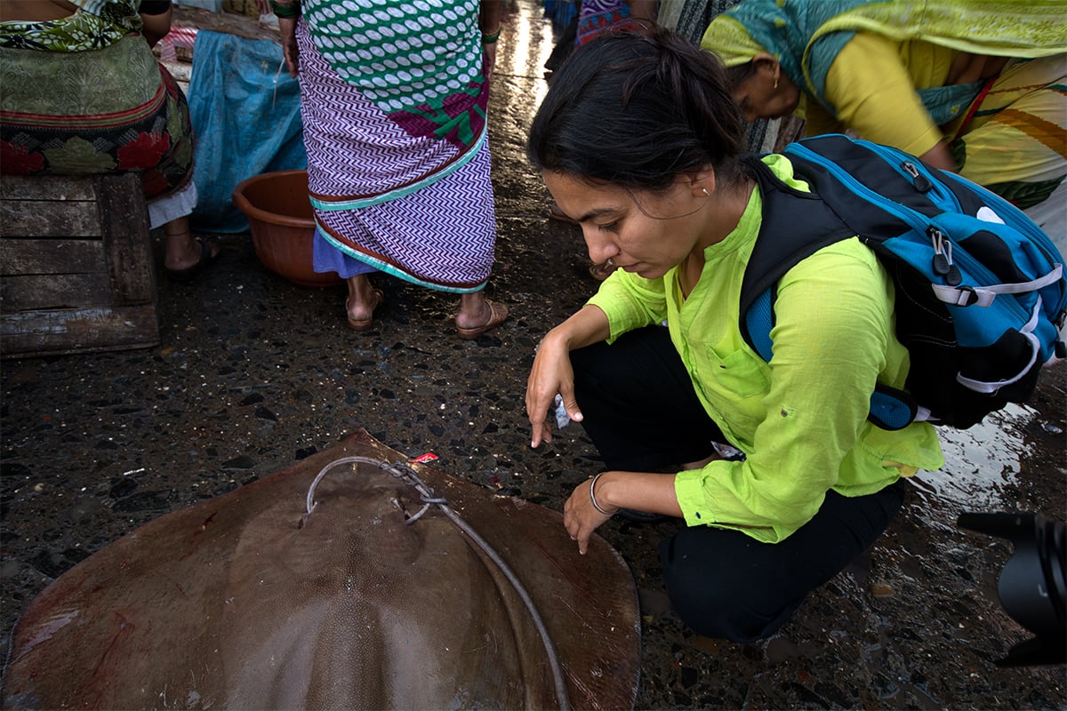 Dipani inspects a large ray. Thousands of rays of all shapes and sizes are on sale at the market. Photo © Philippa Ehrlich | Save Our Seas Foundation