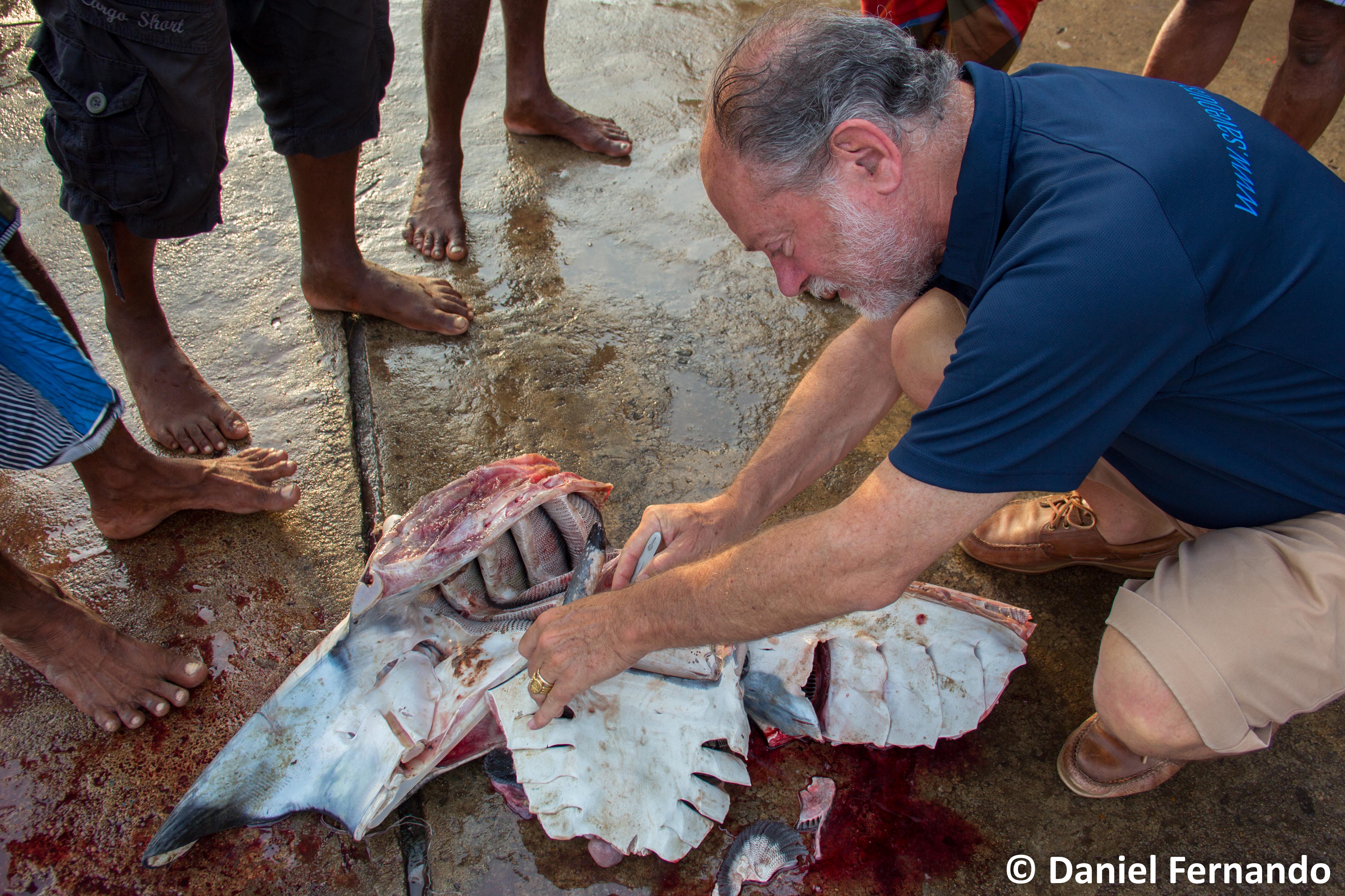 © Daniel Fernando – Giuseppe removing the tooth bands from the mobula rays 