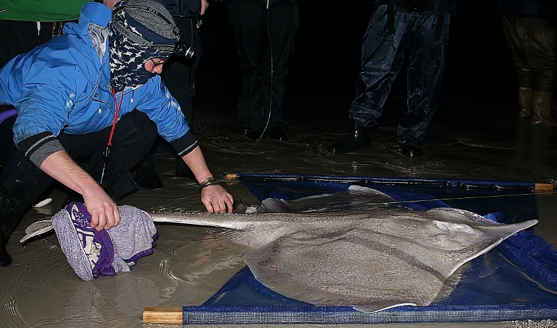  Tagging a spearnose skate: using a stretcher and working swiftly to minimize stress to the animal.