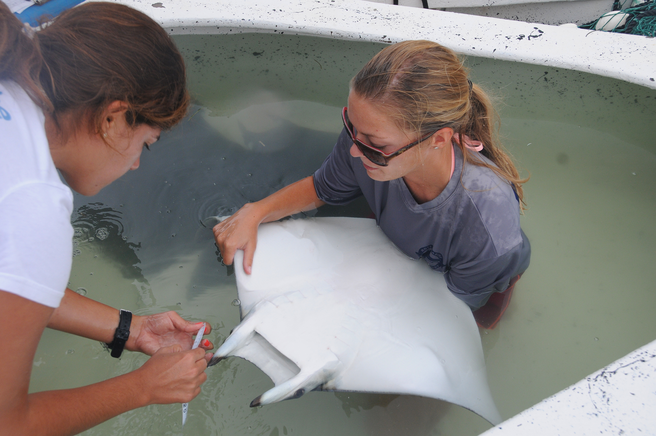 Visiting Mexican colleague Ixchel Garcia (Blue Core) measures a devil ray (Mobula hypostoma) while Mote intern Breanna DeGroot supports it, Sarasota Bay, Florida. Photo credit: Kim Bassos-Hull – Mote Marine Lab