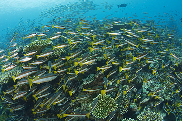 We were all very happy to see these healthy reefs, but... where are they???