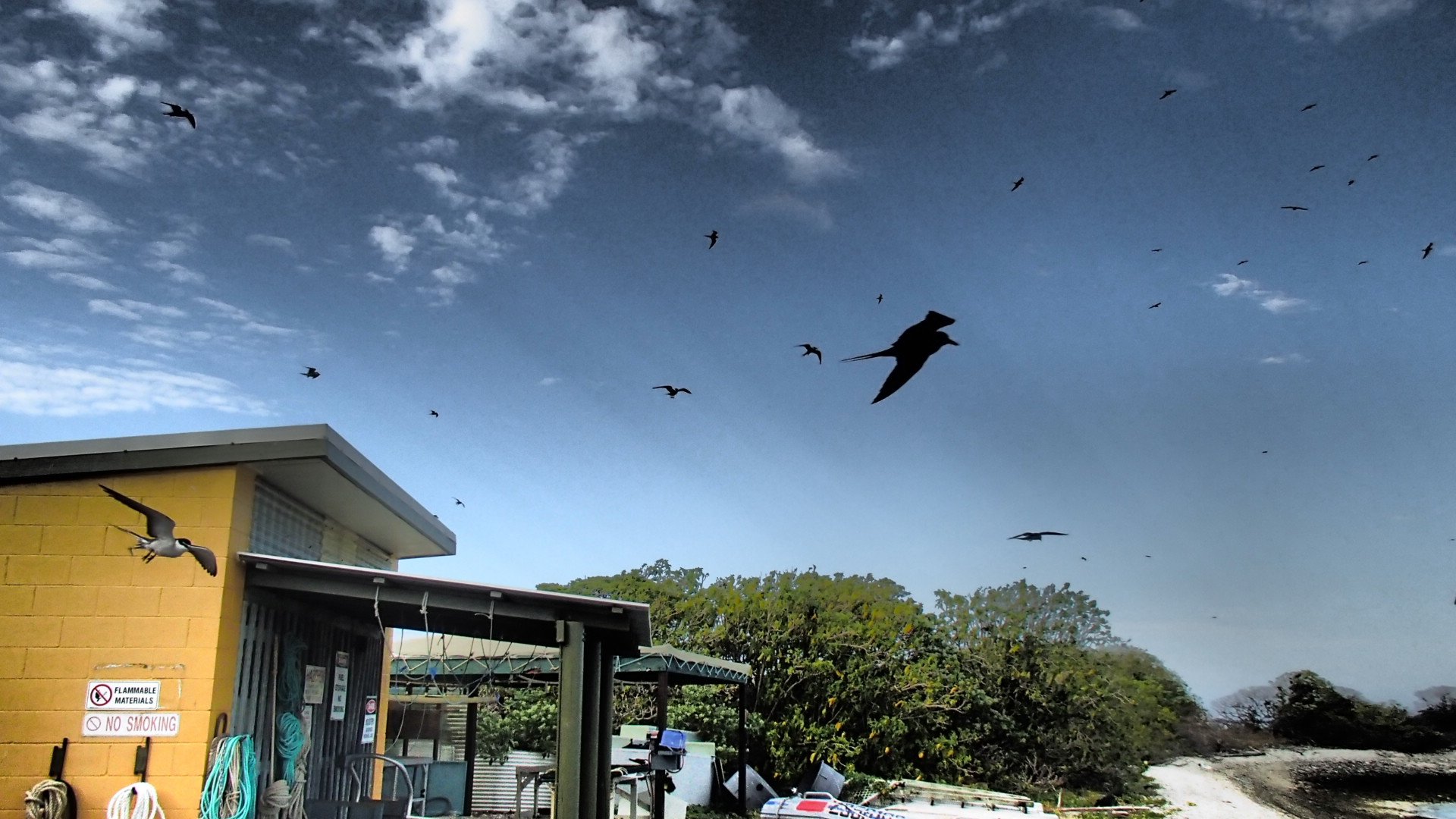  Strong winds mean that the island’s birds don’t even need to flap; they just glide at head height in the breeze in front of the research station.