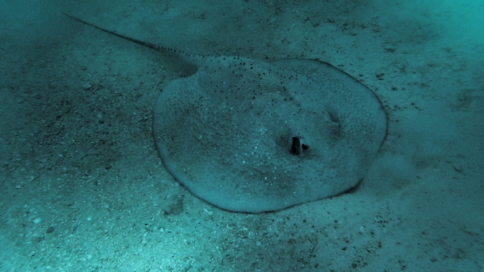  Day five: finally, a porcupine ray is captured on a BRUV! Days six and seven were filled with more porcupine ray encounters; all the rays were large and powerful animals, up to 1.5 m across the disc 