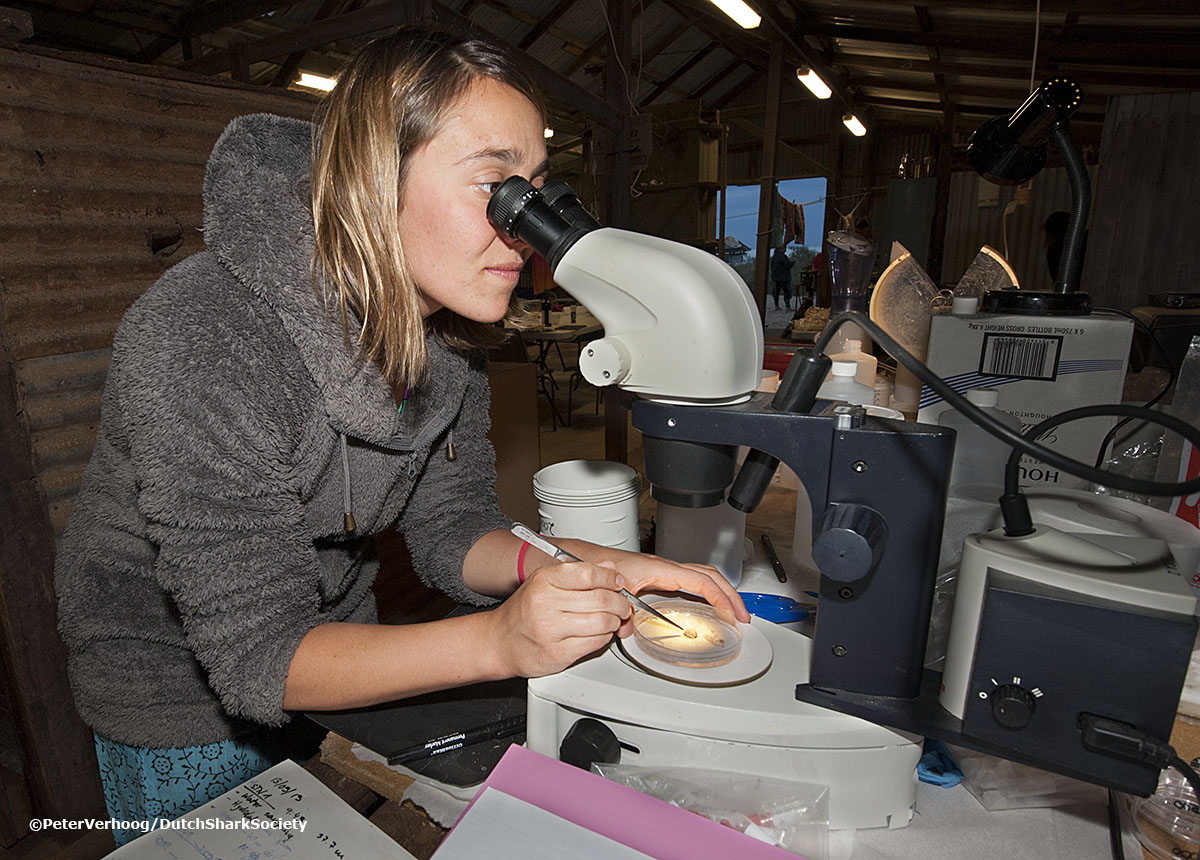 Looking at Ningaloo plankton ©PeterVerhoog/DutchSharkSociety