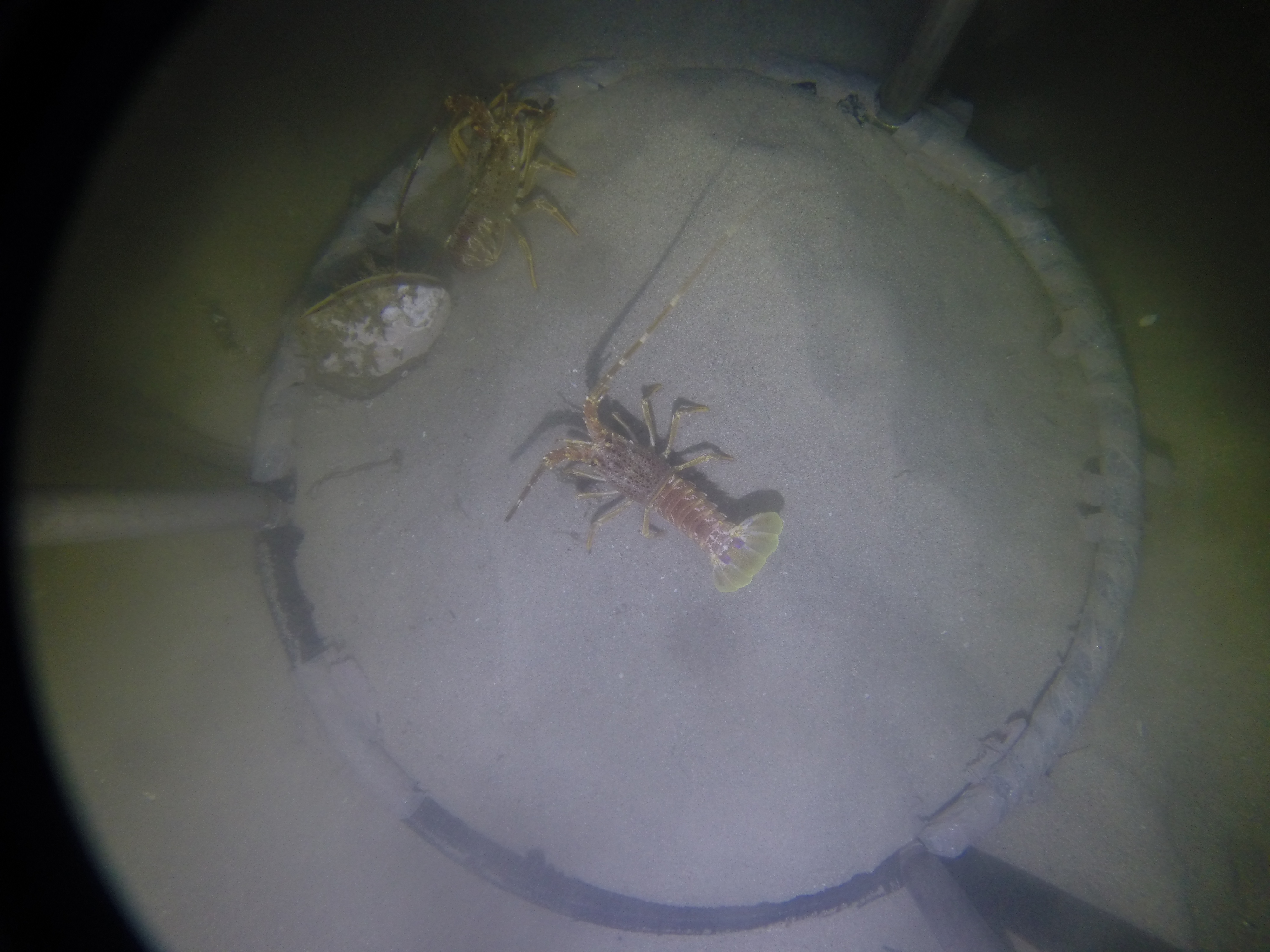A photo from the jump camera at 52 m. Rock lobsters Jasus lalandii are listed as orange on WWF’s SASSI (sustainable seafood) index and are a source of much current contention in South African fisheries management. Getting a handle on the relative numbers and distribution of invertebrate species like these is what my jump-camera survey is all about. Photo: Lauren De Vos (UCT and SAEON). 