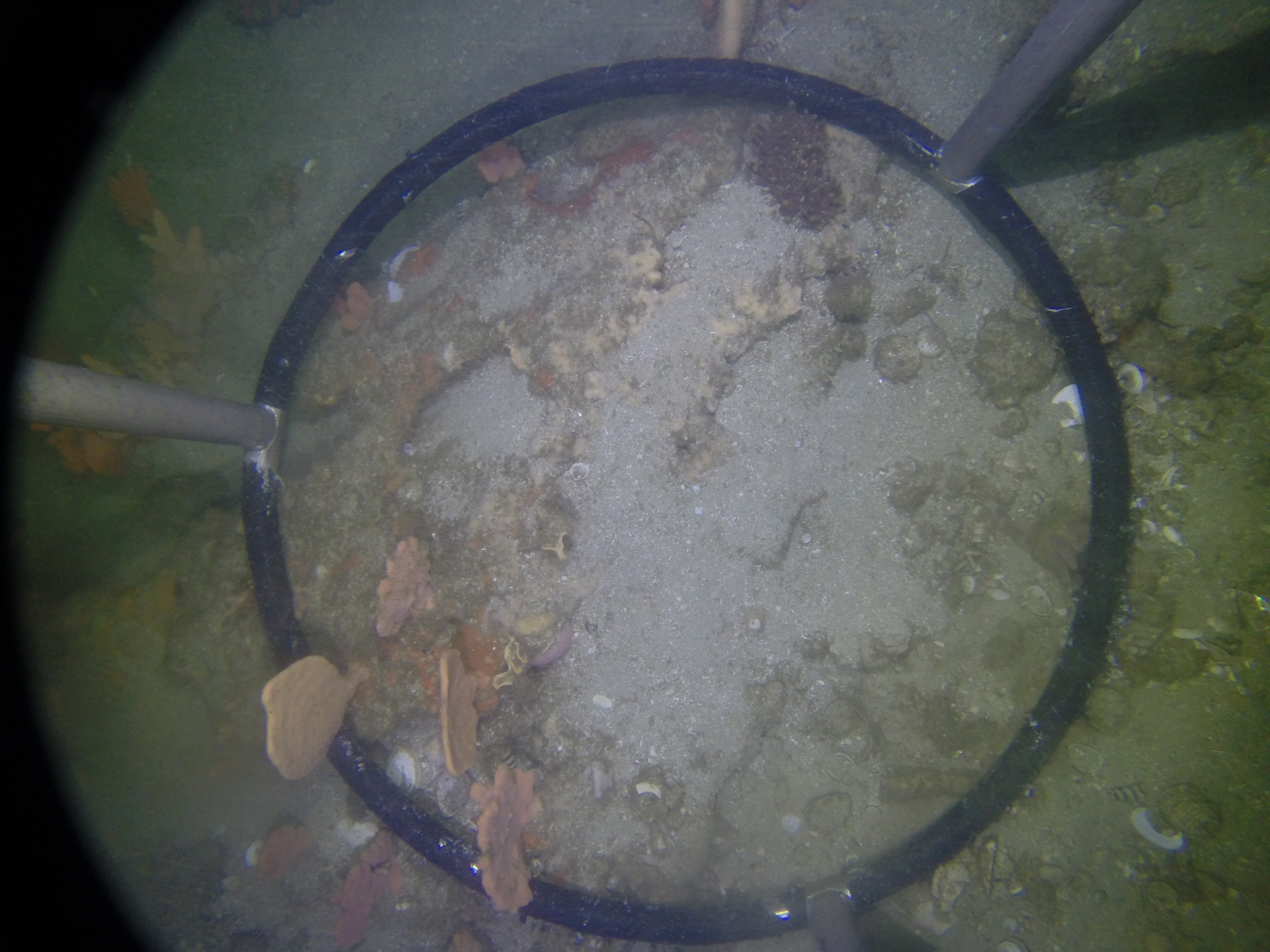 A photo from the jump camera at 40 m. Learning to identify the species that are visible on these photographs is the next challenge and we will rely on some serious consultation with both South Africa’s invertebrate experts and many experienced divers in False Bay. Photo: Lauren De Vos (UCT and SAEON). 