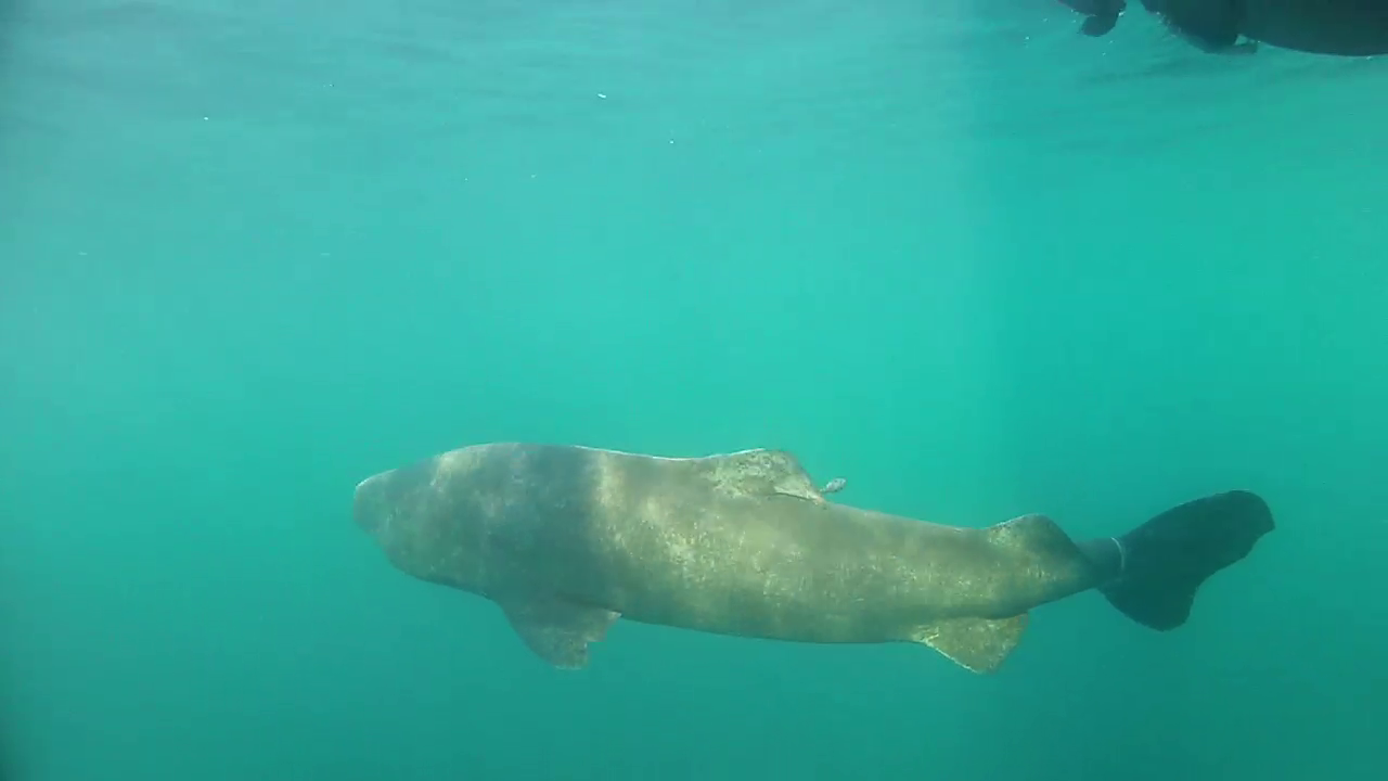  The 3.7 m Greenland shark female, SM13, slowly swimming away after tagging with PSAT (right behind dorsal fin). 2,5 yr later the tag was found on a beach in Cornwall, England. Photo by: Anders Drud Jordan