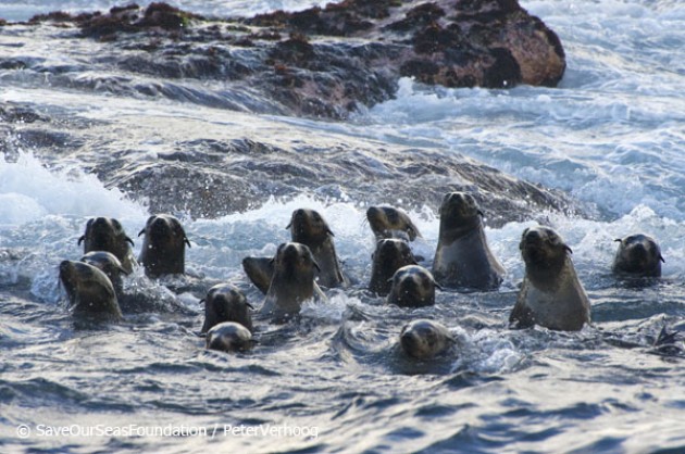Seals, a typical meal for local sharks