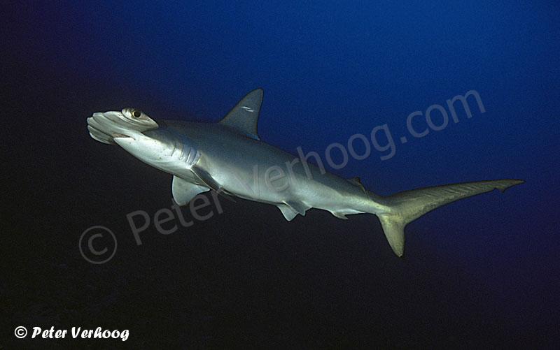 There are more species than Sphyrna Lewini, pictured here / © Save Our Seas Foundation / Peter Verhoog