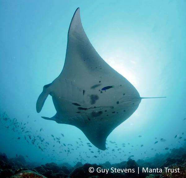 Manta M659, or ‘Riddle’, hovers over a cleaning station in South Ari Atoll, Maldives