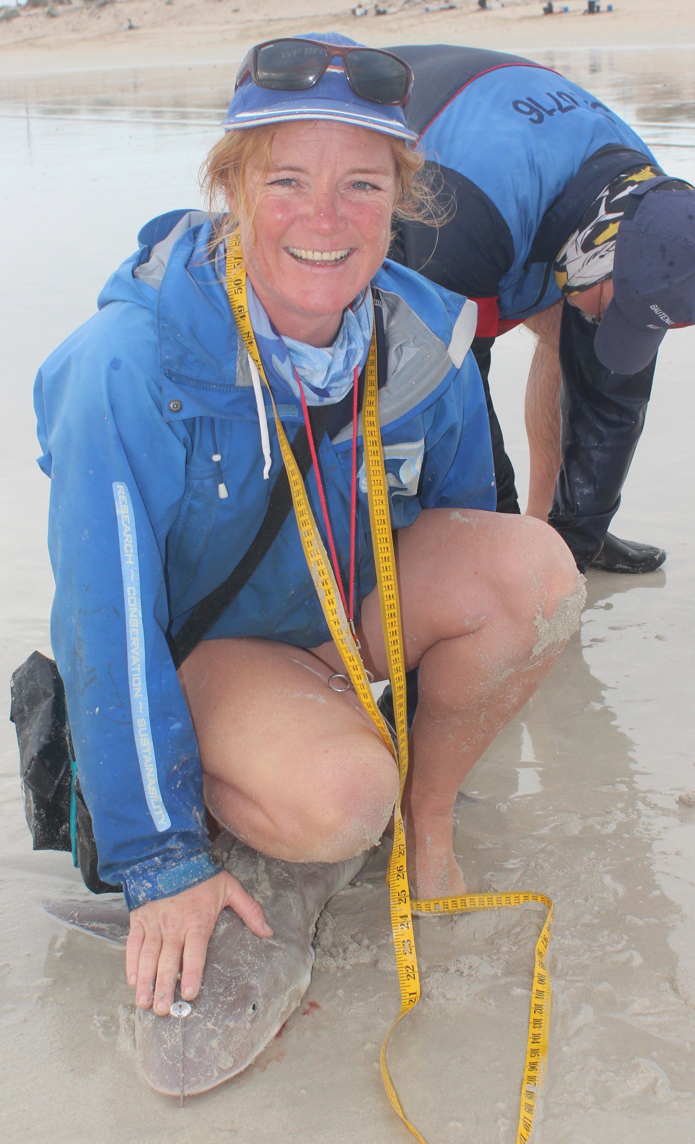 A Smooth houndshark (M. mustelus) is measured and tagged before release