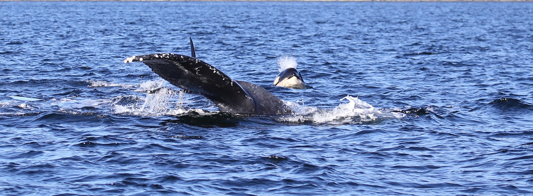  Orca and humpback whale. Photo: © Janie Wray